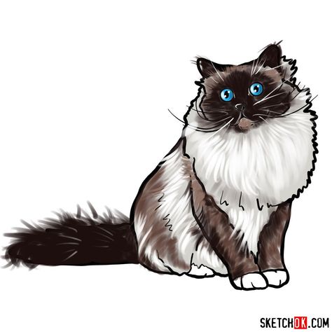 How to draw the Birman cat Cats In House, Easy Drawing Guides, Tonkinese Cat, Cat Work, Tonkinese, Birman Cat, Drawing Guides, Cat Steps, Cat Tattoos