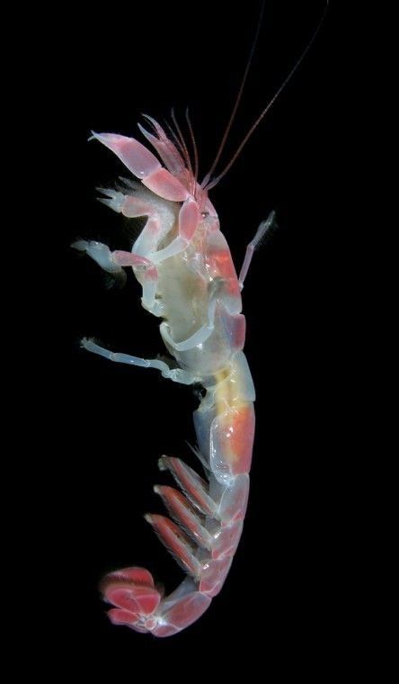 Deep Sea Life, Deep Sea Creatures, Beautiful Sea Creatures, Deep Sea Fishing, Crustaceans, Pretty Animals, Ocean Creatures, Marine Animals, Ocean Animals