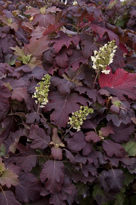 "Snowflake" Oakleaf Hydrangea Oakleaf Hydrangea Landscape, Hydrangea Landscaping, Monrovia Plants, Hydrangea Quercifolia, Oakleaf Hydrangea, Hydrangea Garden, Plant Catalogs, Woodland Garden, Perfect Plants