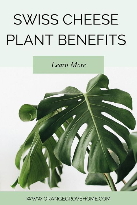 The swiss cheese plant, also known as the Monstera Deliciosa or split leaf philodendron, is a great house plant that can brighten up any room. I'm sharing some of the top benefits to owning this plant over on the blog. Split Leaf Philodendron, Plants For Home Decor, Indoor House Plants, Plants For Home, Plant Benefits, Swiss Cheese Plant, Cheese Plant, Monstera Plant, Monstera Deliciosa