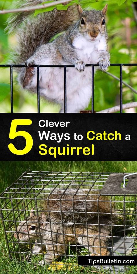 Although baby squirrels are adorable, a family of ground squirrels living in your garden can cause problems. Discover the best pest control strategies for using an animal trap. Bait your humane squirrel trap with birdseed or peanut butter. #howto #catch #squirrel #pest #control Squirrel Trap Diy, Squirrel Proof Garden, Squirrel Trap, Squirrel Video, Squirrel Food, Animal Traps, Squirrel Feeder, Ground Squirrel, Best Pest Control