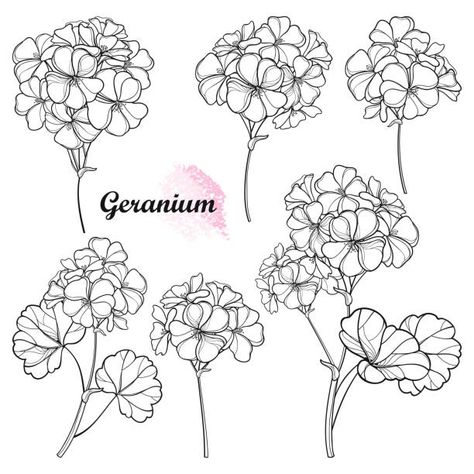 2,125 Geranium Illustrations & Clip Art - iStock Geranium Flower Tattoo, Geranium Tattoo, Flower Tattoo Stencil, Tattoo Writing Styles, Flower Tattoo Stencils, Flor Tattoo, Tattoo Black And White, Tattoo Line, Flower Tattoo Drawings