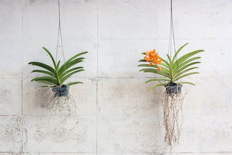 How To Grow Orchids, Orchid Potting Mix, Grow Orchids, Hanging Orchid, Indoor Orchids, Oncidium Orchids, Orchid Varieties, Care For Orchids, Orchid Roots