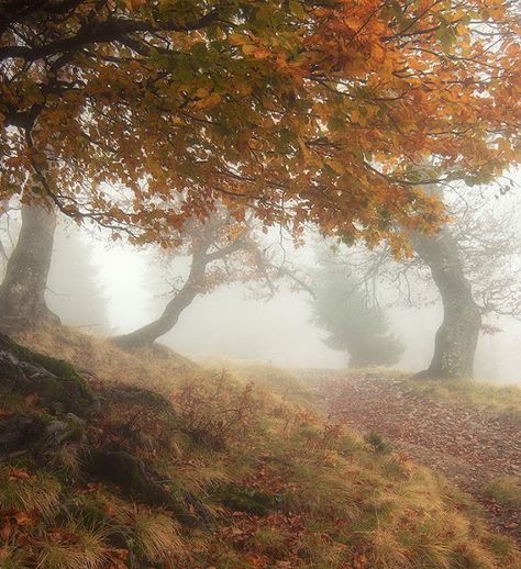 Fall Mood Board, Season Of The Witch, Taylor Swift Album, The Fog, Best Seasons, We Fall In Love, Autumn Cozy, Autumn Aesthetic, Samhain