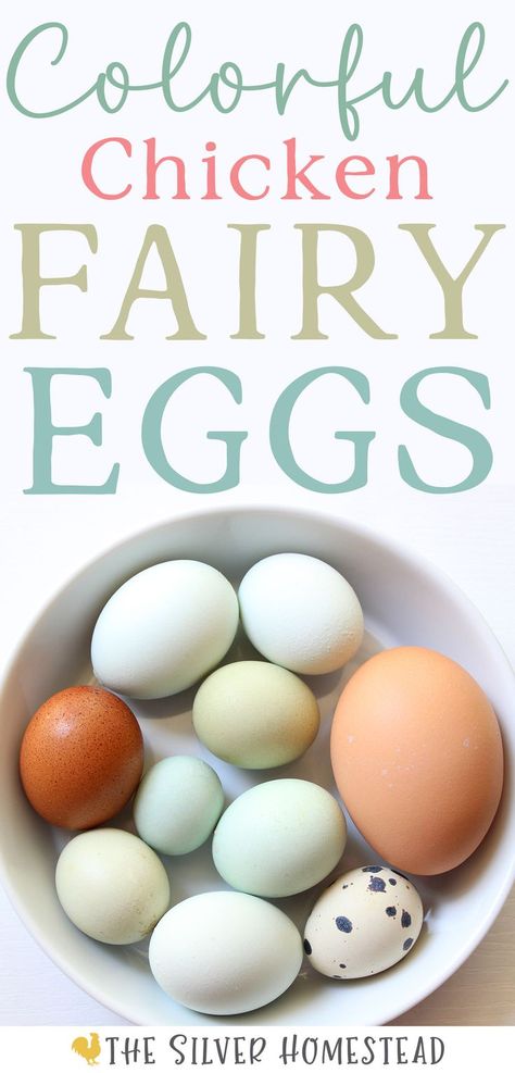 A full size Rhode Island Red brown egg and a standard Coturnix quail egg (white with dark brown splotches) next to powder blue, speckled sea foam, blue, green and speckled brown fairy eggs, for a total of 8 fairy eggs, in a white bowl with text that reads how I save colorful chicken fairy eggs Chicken Egg Colors, Chicken Coop Building Plans, Fairy Egg, Raising Chicks, Chicken Keeping, Tiny Fairy, Keeping Chickens, Egg Laying, Backyard Farming