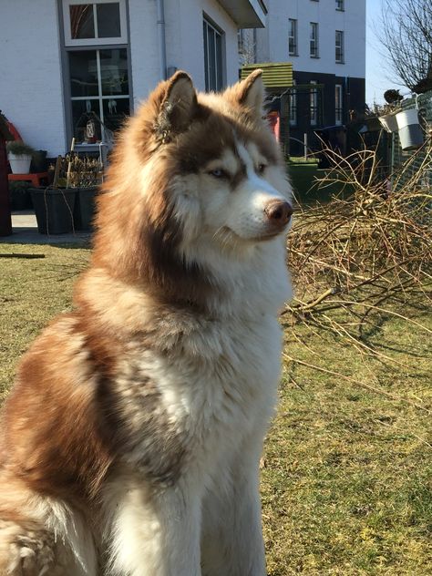 Wolf Brown Alaskan Malamute, Brown Malamute, Pet Claims, Brown Husky, Malamute Husky, Malamute Dog, Alaskan Husky, Cute Husky, Cute Kawaii Animals