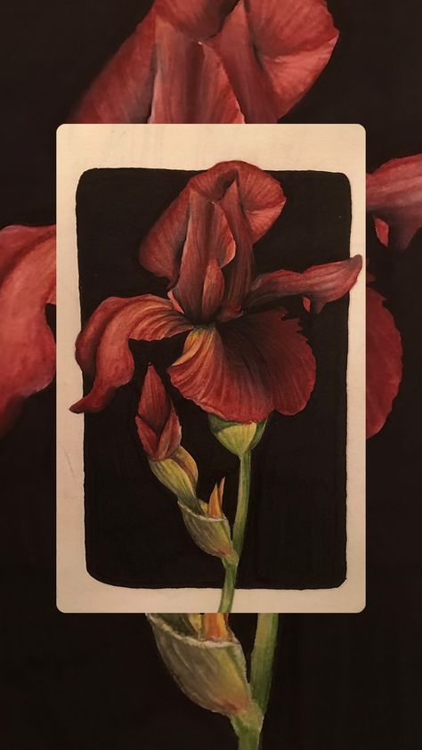 Iris Aesthetic, Iris Drawing, Red Iris, Aesthetic Red, Red Paint, Art Aesthetic, Botanical Art, Drawings, Red