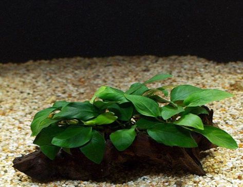 Fish Tank Ideas Aesthetic, Anubias Plant, Betta Fish Tank Ideas, Freshwater Plants, Freshwater Aquarium Plants, Underwater Plants, Aquatic Garden, Aquarium Driftwood, Plants House