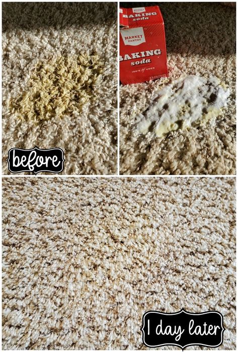 Homemade Carpet Cleaner, Diy Carpet Stain Remover, Cleaning Carpet Stains, My Heavenly Recipes, Pee Stains, Remove Pet Stains, Diy Stain Remover, Heavenly Recipes, Stain Remover Carpet