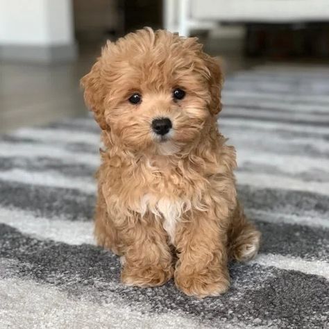 White Maltipoo Puppy, White Maltipoo, Haircut Idea, Maltipoo Dog, Maltipoo Puppies, Very Cute Puppies, Dog Foods, Maltipoo Puppy, Cavapoo Puppies