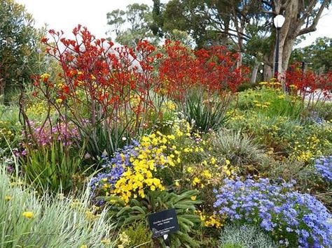 Path Landscaping, Protea Garden, Native Cottage Garden, Home Driveway, Native Plant Landscape, Front Path, Australian Garden Design, Australian Gardens, Cabin Garden