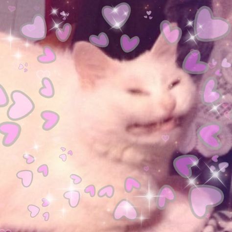 Valentines Reaction Pic, Cat Wholesome, Heart Reaction Pics, Cat Moods, Heart Reaction, Cat Reaction, Heart Memes, Trippy Cartoon, Reaction Pic