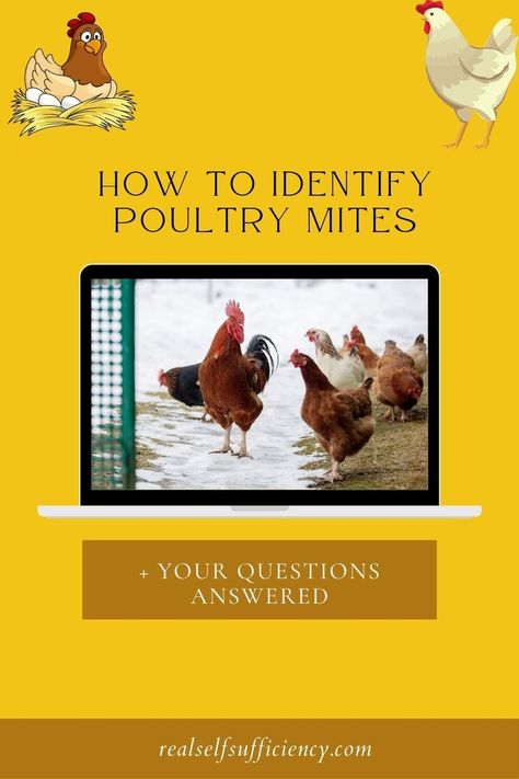 Learn how to identify poultry mites by checking out these signs and symptoms. Knowing what to look for will help you keep your chickens happy and healthy. #poultrymites #chickenmites #chickenhealth Mites On Chickens, Chicken Mites, Chicken Health, Raising Backyard Chickens, Happy And Healthy, Signs And Symptoms, Chickens Backyard, To Look, Chicken