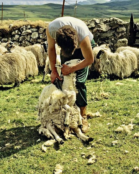 Fiber Farm, Winters Tale, Quintessentially British, Sheep Shearing, Farm Pictures, Guinea Fowl, Winter's Tale, British Countryside, Minor Character