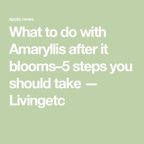 What to do with Amaryllis after it blooms–5 steps you should take — Livingetc Waxed Amaryllis Bulbs Decor, Amaryllis Plant, Amaryllis Bulbs, Replant, Blossom, Plants, Flowers