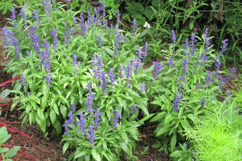 Salvia Victoria Blue is the queen of annuals Gardening Beds, Blue Salvia, Florida Landscape, Planting Tools, Front Steps, Organic Soil, Fruit Seeds, Pollinator Garden, Tomato Seeds