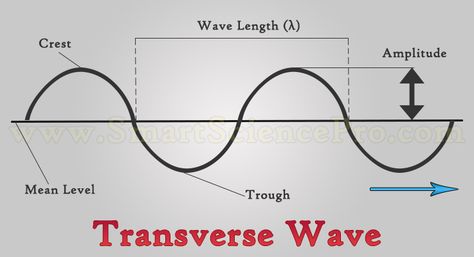 Transverse Wave, Physics Waves, Bra Hacks Diy, Praxis Study, Physics 101, Anaerobic Respiration, Study Tips For College, Longitudinal Wave, Signal Jammer