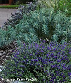 Front Flower Beds, Salvia Officinalis, Purple Sage, Backyard Plan, Plant Combinations, Fall Plants, Daylilies, Perennial Garden, Plant Sale