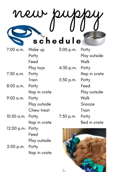 Getting a new puppy? Use this schedule to help make the transition easier for you and your puppy. New Puppy Schedule, Lou Dog, Puppy Schedule, Puppy Training Schedule, New Puppy Checklist, Puppy Checklist, Puppy Time, Puppies Tips, Puppy Mom