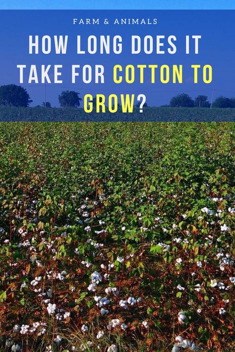 Growing Cotton From Seed, Grow Cotton, Farm Crops, Growing Cotton, Cotton Farm, Buy Dirt, Cotton Fields, Cotton Plant, Fall Garden