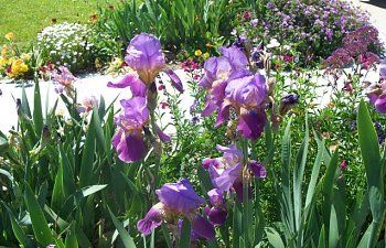 Growing Irises, Long Beach City, Moving To Idaho, Small Fence, Chicken Run, Next Door Neighbor, Burning Desire, Love Garden, Raising Chickens