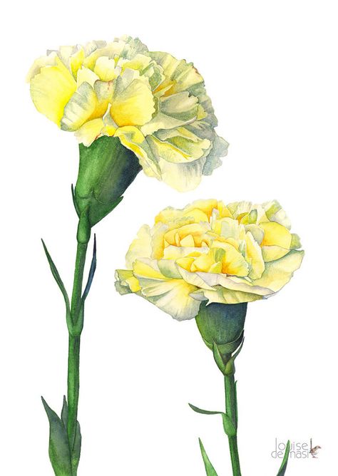 Carnation wall art print C11716 flower art Carnation Ideas For Wall Painting, Carnation Watercolor, Carnation Drawing, Dianthus Caryophyllus, Flowers Mandala, Mandala Ideas, Garden Flower Beds, Painting Yellow, Drawing Flowers