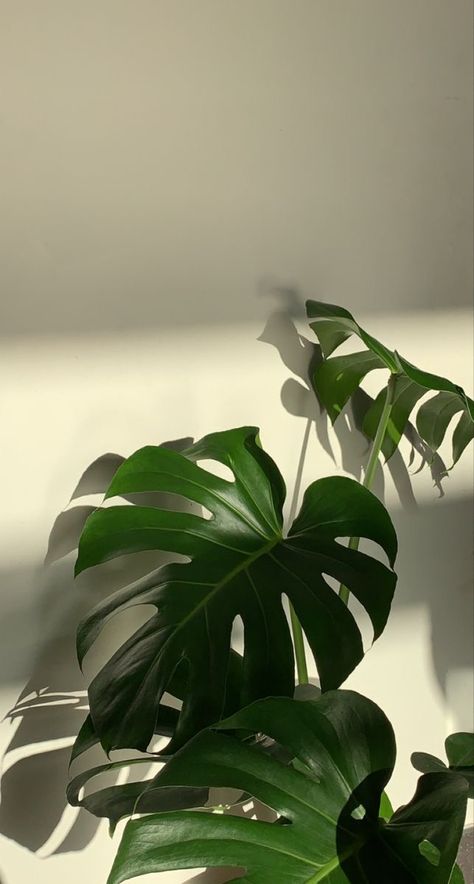 Iphone Wallpaper Plants, Background Ideas, Plant Wallpaper, Abstract Iphone Wallpaper, Plant Aesthetic, Monstera Plant, Phone Background, Pretty Plants, Minimalist Wallpaper