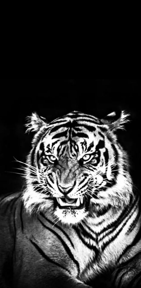 Tiger Lockscreen, Tiger Wallpaper Iphone, Wallpaper Tiger, Tiger Black, Tiger Images, Cats Tumblr, Mobile Wallpaper Android, Tiger Wallpaper, Tiger Pictures