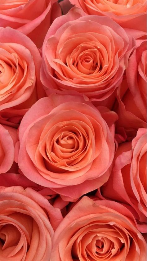 Background Frames, Wedding Flowers Roses, Flower Background Design, Fresh Cut Roses, Coral Wallpaper, Bulk Wedding Flowers, Wholesale Roses, Coral Roses, Diy Bouquets