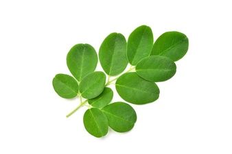 Premium Photo | Fresh green moringa leaves isolated on white Moringa Capsules, Miracle Tree, Moringa Powder, Moringa Leaves, Wooden Scoop, Herbs For Health, 50 Million, Leaf Background, Yellow Walls