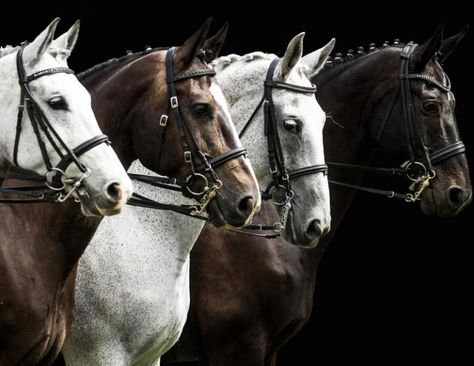 Dressage Competition, Percheron Horses, Four Horses, Horse Dressage, Horse World, Horse Blankets, Horse Saddles, Equestrian Outfits, Horse Photography