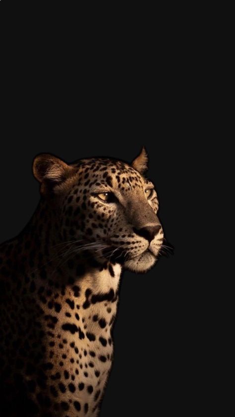 Purple Colour Wallpaper, Black Jaguar Animal, Cheetah Print Background, Green Nature Wallpaper, Colour Wallpaper, Simple Long Dress, Jaguar Animal, Trippy Iphone Wallpaper, Wild Animals Photography