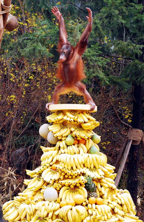 King Kong of the fruit pile! Funny Monkey Pictures, Heart Animals, Big Talk, Baby Orangutan, Ape Monkey, Monkey Pictures, Mandrill, King Of The World, Demotivational Posters