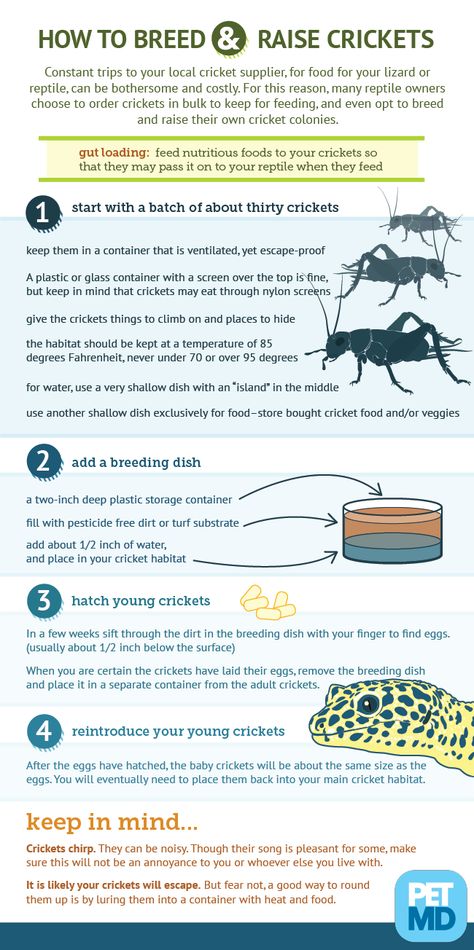 Cricket Breeding Setup, Diy Cricket Keeper, Cricket Terrarium, Cricket Keeper Diy, Breeding Crickets, Raising Crickets, Reptile Diy, Cricket Farm, Beard Dragon