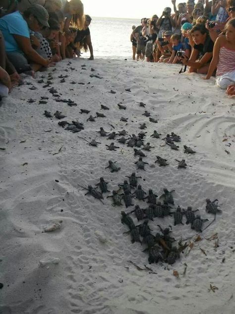 Baby turtles emerge from the sand on Anna Maria Island leaving onlookers amazed! Baby Sea Turtles, Sweet Pictures, Turtle Love, Faith In Humanity Restored, Baby Turtles, Baby Protection, Daytona Beach, E Card, Faith In Humanity