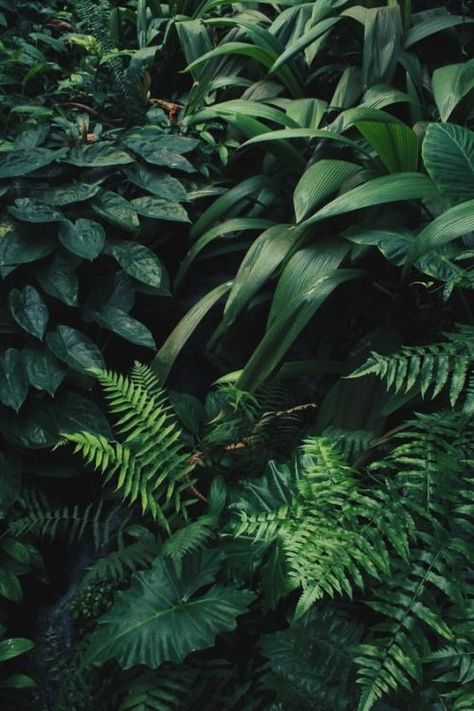 Jungle Aesthetic, Wallpaper Jungle, Green Aesthetic Wallpaper, Fern Wallpaper, Forest Plants, Pet Snake, Hd Phone Wallpapers, Aesthetic Background, Forest Wallpaper