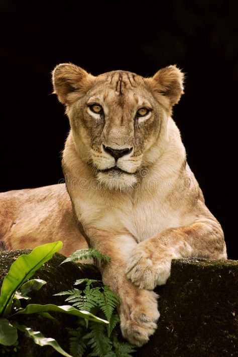 Lioness Laying Down, Lioness Aesthetic, Lioness Photo, Lioness Photography, Lioness Images, Lioness Queen, Lion Makeup, Relaxed Pose, Queen Energy