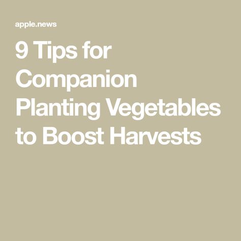 9 Tips for Companion Planting Vegetables to Boost Harvests Companion Planting Vegetables, Garden Companion Planting, Vegetable Garden Planning, Attracting Beneficial Insects, Leafy Plants, Gardening Techniques, Aromatic Plant, Pollinator Garden, Different Vegetables