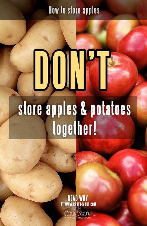 Learn why you can't store apples and potatoes together! Many people got seriously sick. #storeapples Storing Apples, How To Store Apples, Potato Storage, Canned Potatoes, Apple Trees, Fall Spices, Apple Harvest, How To Store, Fresh Apples