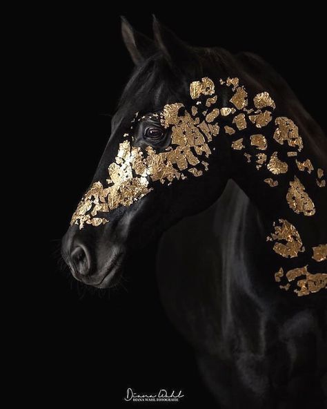 Horse Insider 🐎 on Instagram: “Always go for gold 🏆 How amazing would this look on your horse? 💛  📸 @dianawahl_photography   💕 Tag someone that needs to see this! 🏇…” Gold Horse, Black Horse, Black Background, Paint, Gold, Black, Art