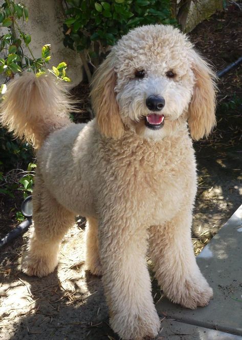 20+ Best Goldendoodle Haircut Pictures – Page 2 – The Paws Goldendoodle Haircuts, Anjing Poodle, Healthiest Dog Breeds, Goldendoodle Grooming, Puppy Grooming, Bernedoodle Puppy, Dog Haircuts, Dog Cuts, Goldendoodle Puppy