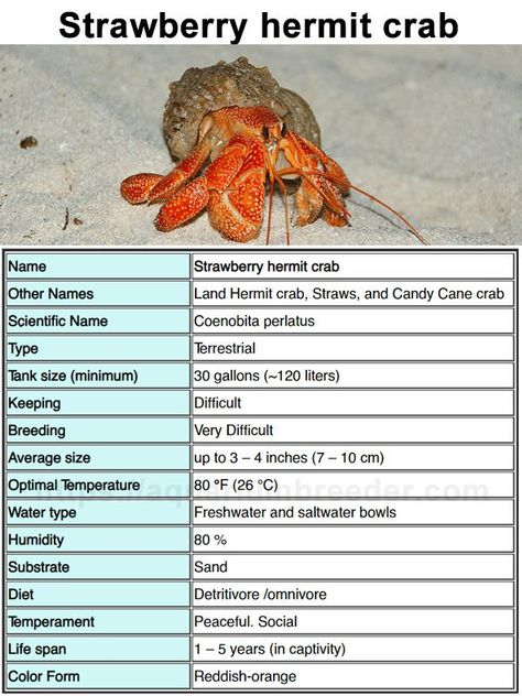 Quick Notes about Strawberry hermit crab (Coenobita perlatus) water parameters Hermit Crab Tank, Public Aquarium, Beautiful Sea Creatures, Water Type, Hermit Crab, Animal Species, Habitat, Crab, Diet