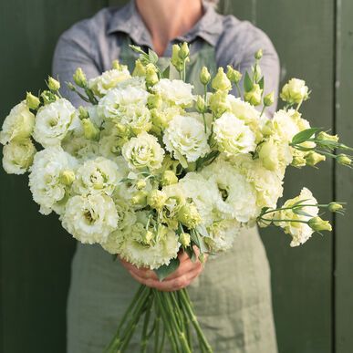 Voyage 2 Green II - Pelleted (F1) Lisianthus | Johnny's Selected Seeds Chartreuse Wedding, Lace Wedding Dress Country, Green Wedding Flowers, Summer Harvest, Potager Garden, Flower Guide, New Flower, Cut Flower Garden, Rose Arrangements