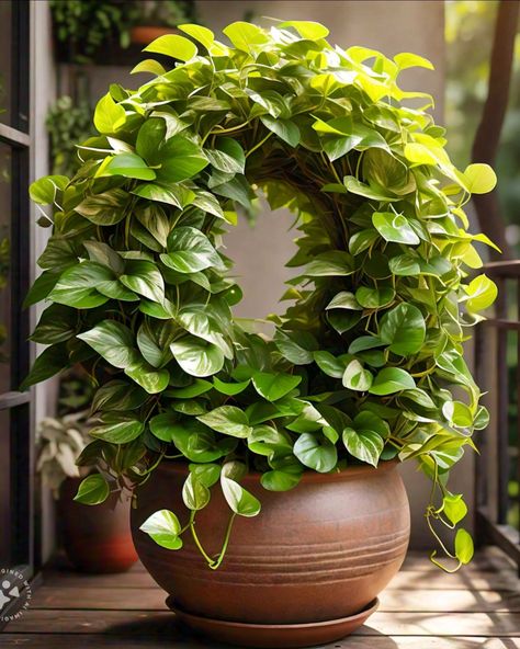 Round shape trellis of Pothos 😍 Plant Centerpieces, Plant Magic, Green Magic, Snake Plant, Kitchen Table, Diy Home Decor, This Is Us, Living Room, Green