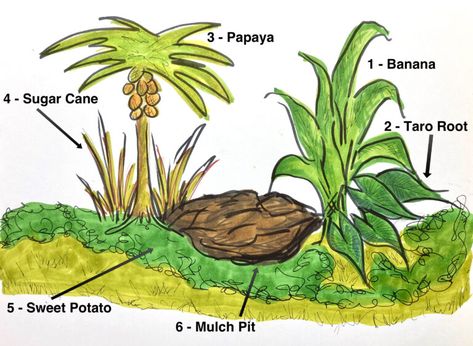 Banana Circle, Papaya Plant, Food Forest Garden, Papaya Tree, Gardening Guide, Tropical Food, Planting Tips, Florida Food, Bush Beans