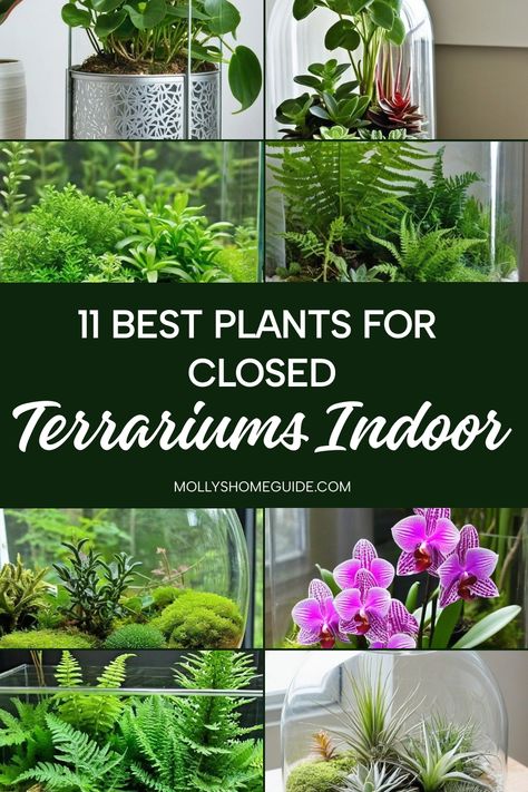 Looking to create a beautiful closed terrarium indoors? Discover the best plants for closed terrariums that thrive in high humidity. From essential plants like ferns and mosses, to beautifully colored foliage options, there are endless possibilities to create your own lush oasis. Consider top plants such as Fittonia, Pilea, or Peperomia for their compact size and low maintenance needs. If you prefer a more whimsical touch, explore creeping plants like Baby's Tears or Creeping Fig. Best Closed Terrarium Plants, Plant Terrarium Closed, Terrarium House Ideas, How To Plant A Terrarium, How To Make A Closed Terrarium, Terrarium Plants Closed, Diy Closed Terrarium, Best Plants For Closed Terrariums, Diy Greenhouse Indoor