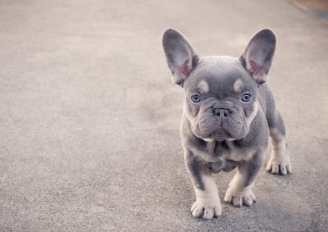 Labradoodle Vs Goldendoodle, Miniature French Bulldog, Lilac French Bulldog, Mini French Bulldogs, Blue French Bulldog Puppies, French Bulldog For Sale, Relaxed Dog, Miniature Dogs, Cute French Bulldog