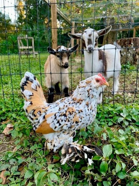 Aesthetic Farm Animals, Farming Aesthetic, Farm Life Aesthetic, Farm Pets, Aesthetic Farm, Chicken Aesthetic, Greenhouse Venue, My Neighbourhood, Backyard Coop