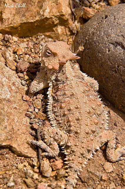 Horned Lizard, Museum Exhibition Design, Nature Projects, Desert Animals, Camouflage Colors, Museum Exhibition, Eyewear Design, Exhibition Design, The Coast