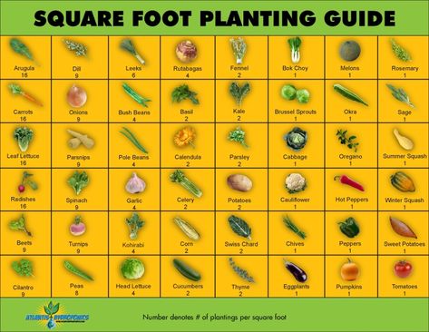 Square Foot Garden, Planting Guide, نباتات منزلية, Kinds Of Vegetables, Pole Beans, Veg Garden, Square Foot Gardening, Small Space Gardening, Gardening Gloves